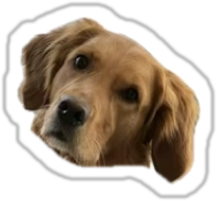 Ada, a golden retriever, as a die-cut sticker suspect